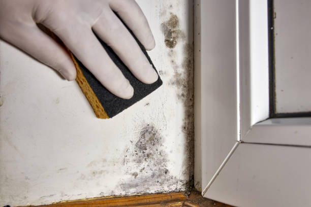 Best Biohazard Mold Removal  in , KY
